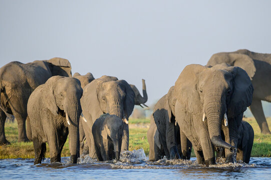 Elephant herd crossing the Chobe River in Botswana. Image taken from a safari boat on the river.