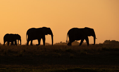 Fototapeta na wymiar Elephant walking at sunset along the Chobe River in Botswana