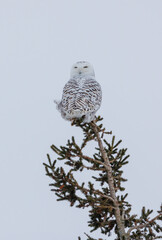 Snowy Owl in winter north 