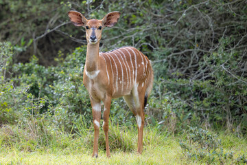 Nyala female taken whilst on safari in Bonamamzi Game Reserve, South Africa. © edward