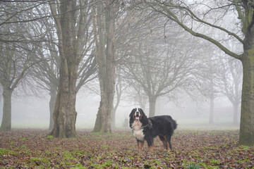 Dog in the park, very foggy day 
