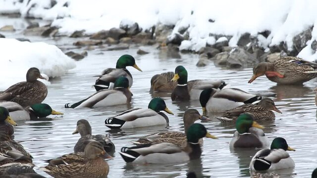 canard colvert sur un &eacute;tang en hiver