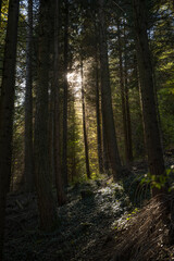 au coeur de la Forêt sombre