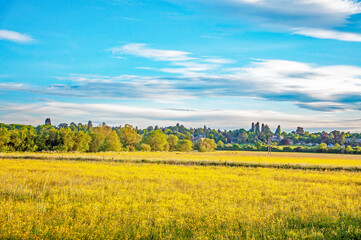 Fototapeta premium Buttercups in the summertime meadow.