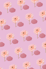 Flowers on pastel pink background. Creative layout made of spring daisy flowers. Pink gerber...