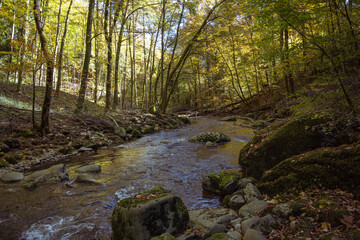 rivière dans le bois
