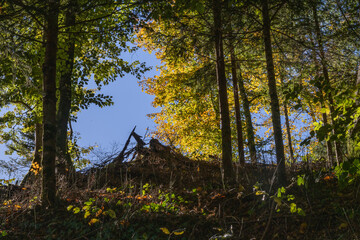 lisière de la Forêt 