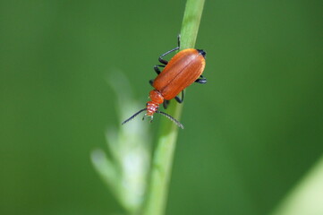 red headed fire beetle walks in the grass
