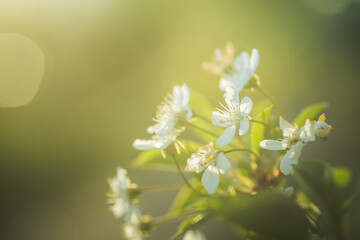 white flowers cherry tree. white flowers cherry tree. Flowers cherry tree blossomed. Honey and medicinal plants Ukraine. Flowering fruit trees.