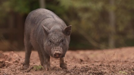 Household A Small Black Pig Standing On Farm. Pig Farming Is Raising And Breeding Of Domestic Pigs. Animal Husbandry