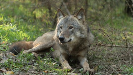 Naklejka na ściany i meble Wolf, Canis Lupus, Gray Wolf, Grey Wolf Sitting Outdoors In Autumn Day