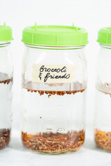 Growing sprouts in a jar