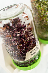 Growing sprouts in a jar
