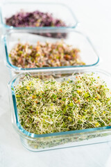 Growing sprouts in a jar