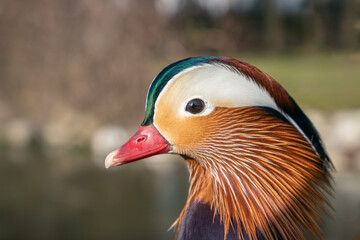 Head portrait of a male mandarin duck (Aix galericulata).