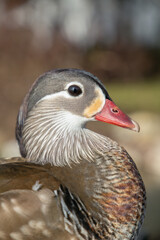 Head portrait of a female mandarin duck (Aix galericulata).