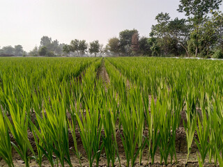 A beautiful Greenery scene of crop filed 