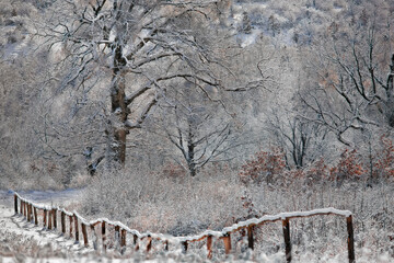 a tree near a snow-covered fence in the carpathians