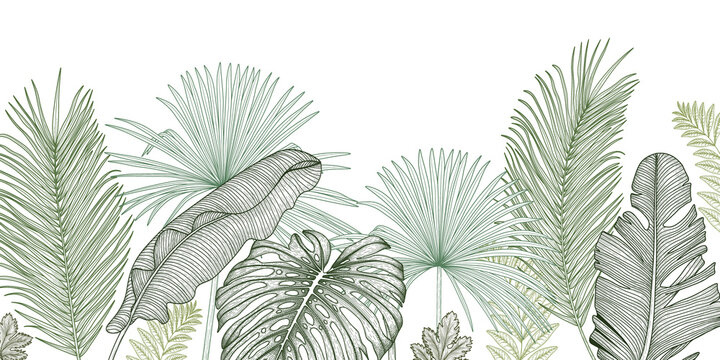 Vector illustration of the jungle. Graphic linear green palm and banana leaves