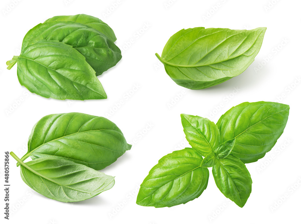 Wall mural Basil leaf isolated