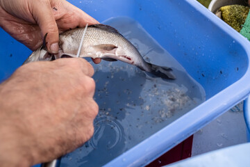 Male hands clean freshly caught fish with a knife, over a basin of water. Cooking process. 