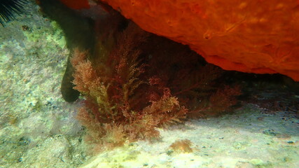 Red algae Red sea plume or Limu kohu (Asparagopsis taxiformis) undersea, Aegean Sea, Greece, Halkidiki