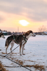 Fototapeta na wymiar The Northern sled dog breed Alaskan Husky is chained to steak out in snow in winter before start of race. Sporty gray half breed with hanging ears is resting and gaining strength and energy.
