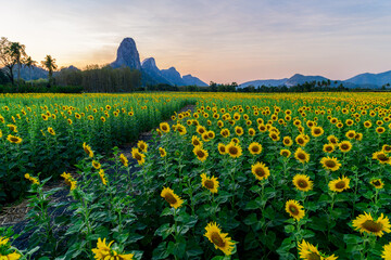 Beautiful sunflower field with mountain and sunset sky.