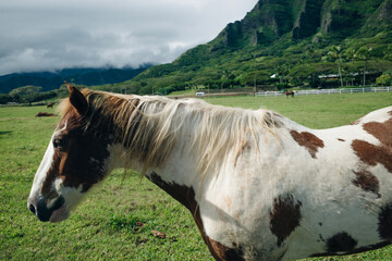 Horse ranch Kualoa Ranch Oahu Hawaii