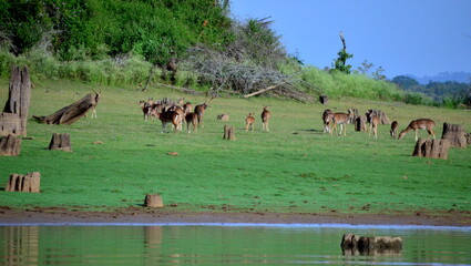 herd of deer