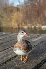 Female mandarin duck (Aix galericulata) on a pier watches curious.
