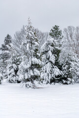 Heavy snow on the trees
