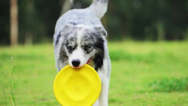 Slow motion of one border collie dog walks towards the camera with a flying disc in its mouth