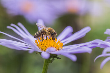 Obraz premium Aster alpinus or Alpine aster purple or lilac flower with a bee collecting pollen or nectar. Purple flower like a daisy in flower bed.