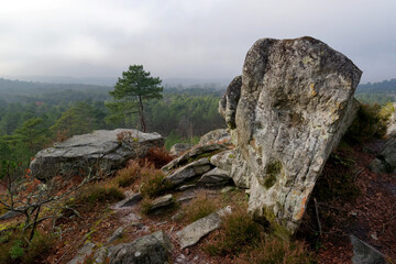 Foggy day on the circuit of 25 bumps in Fontainebleau forest
