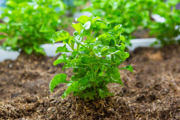 100% organic organically grown lettuce