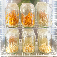 Good quality Cordyceps mushrooms raised in a jar.
