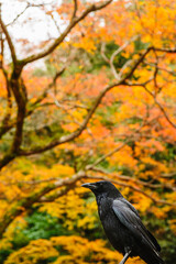 A crow in the background of autumn leaves