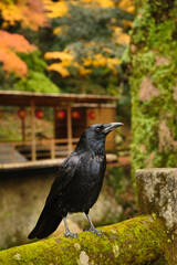 A crow in the background of autumn leaves and Japanese architecture 