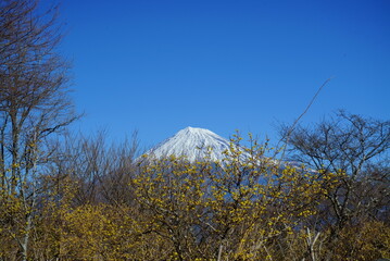 A warm sunshine announces the coming of spring