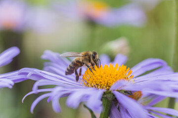 Aster alpinus or Alpine aster purple or lilac flower with a bee collecting pollen or nectar. Purple flower like a daisy in flower bed.