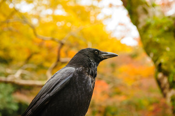 A crow in the background of autumn leaves