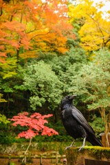 A crow in the background of autumn leaves