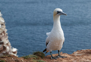 Basstölpel aus der Kolonie Helgoland im September 2021