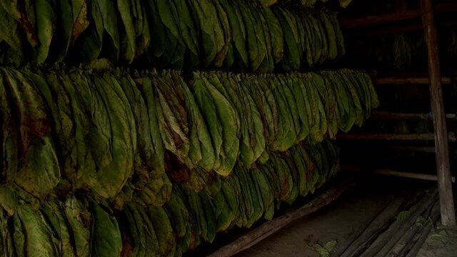 Tobacco plantation in Reparto Conchita, Cuba, Vi&ntilde;ales Valley. 