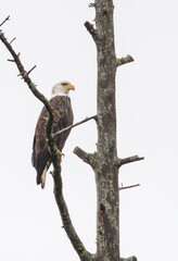 Autumn bald eagle on tree branch