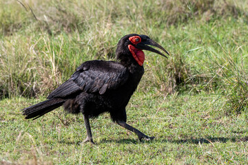 Kaffern-Hornrabe