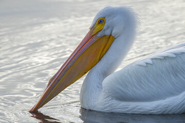 Closeup of American White Pelican