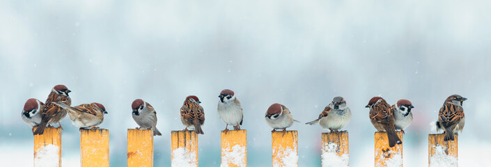 panoramic photo with a flock of small birds, sparrows sit on a wooden fence in the village on a snowy winter day