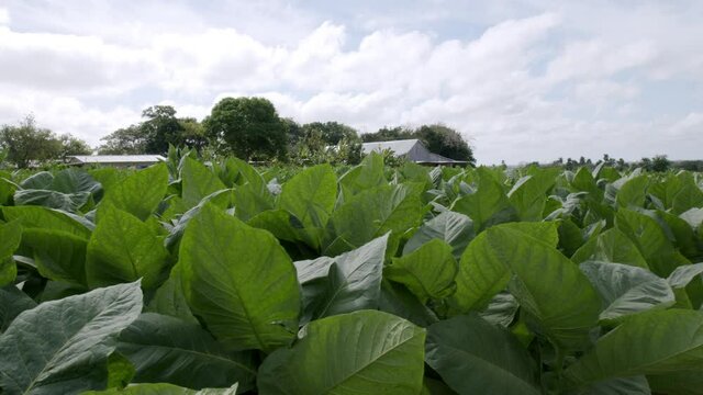 Tobacco plantation in Reparto Conchita, Cuba, Vi&ntilde;ales Valley. 